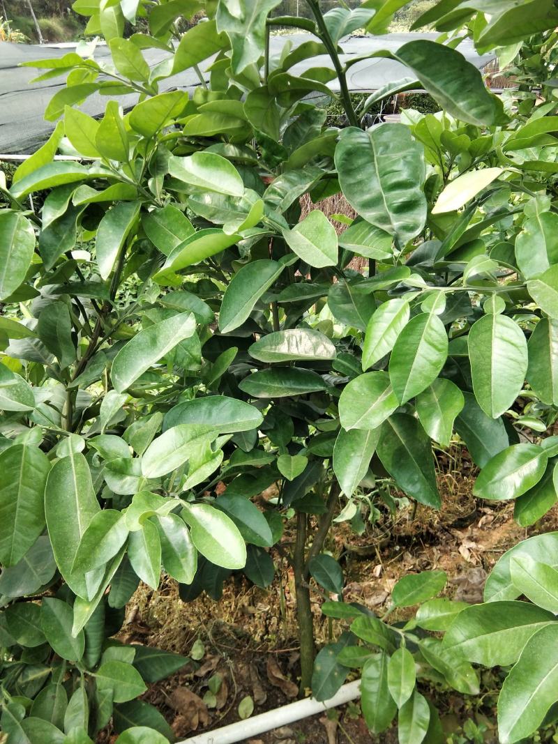 泰国红宝石青柚苗耐寒品种南北方可种植皇室供果纯甜无酸味
