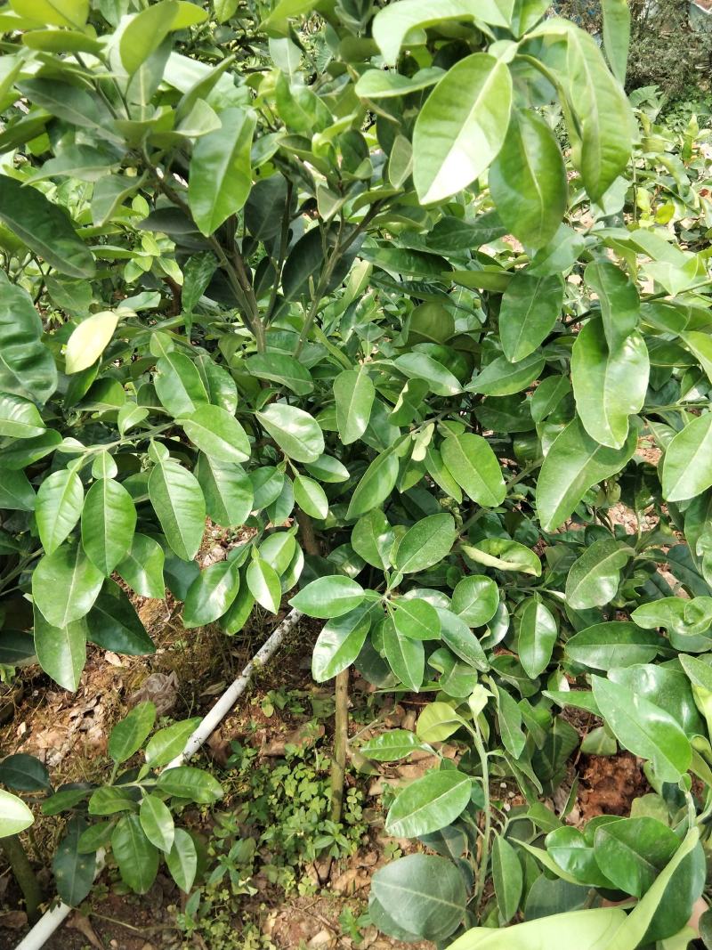 泰国红宝石青柚苗耐寒品种南北方可种植皇室供果纯甜无酸味