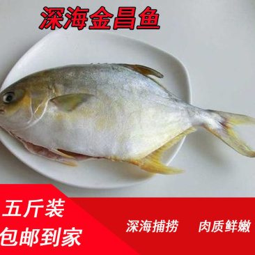 金鲳鱼海捕金昌鱼新鲜海昌鱼平鱼鲜活冷冻海鲜水产