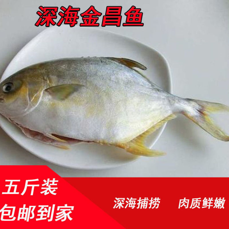 金鲳鱼海捕金昌鱼新鲜海昌鱼平鱼鲜活冷冻海鲜水产