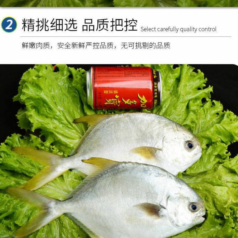 金鲳鱼海捕金昌鱼新鲜海昌鱼平鱼鲜活冷冻海鲜水产