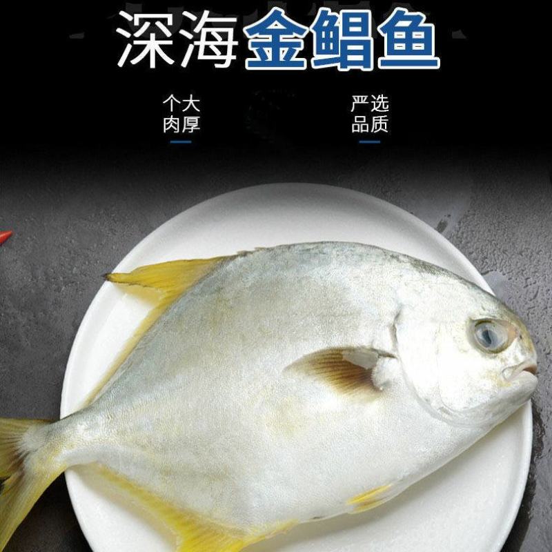 金鲳鱼海捕金昌鱼新鲜海昌鱼平鱼鲜活冷冻海鲜水产