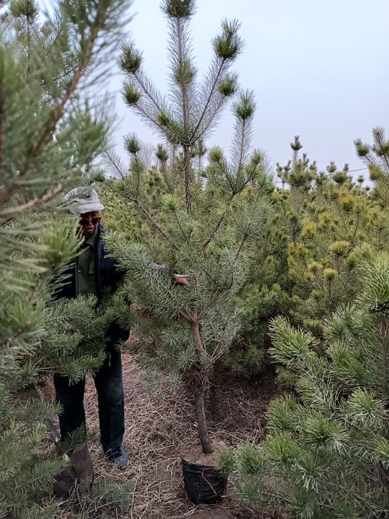 樟子松杯苗一手货源量大从优服务周到欢迎选购
