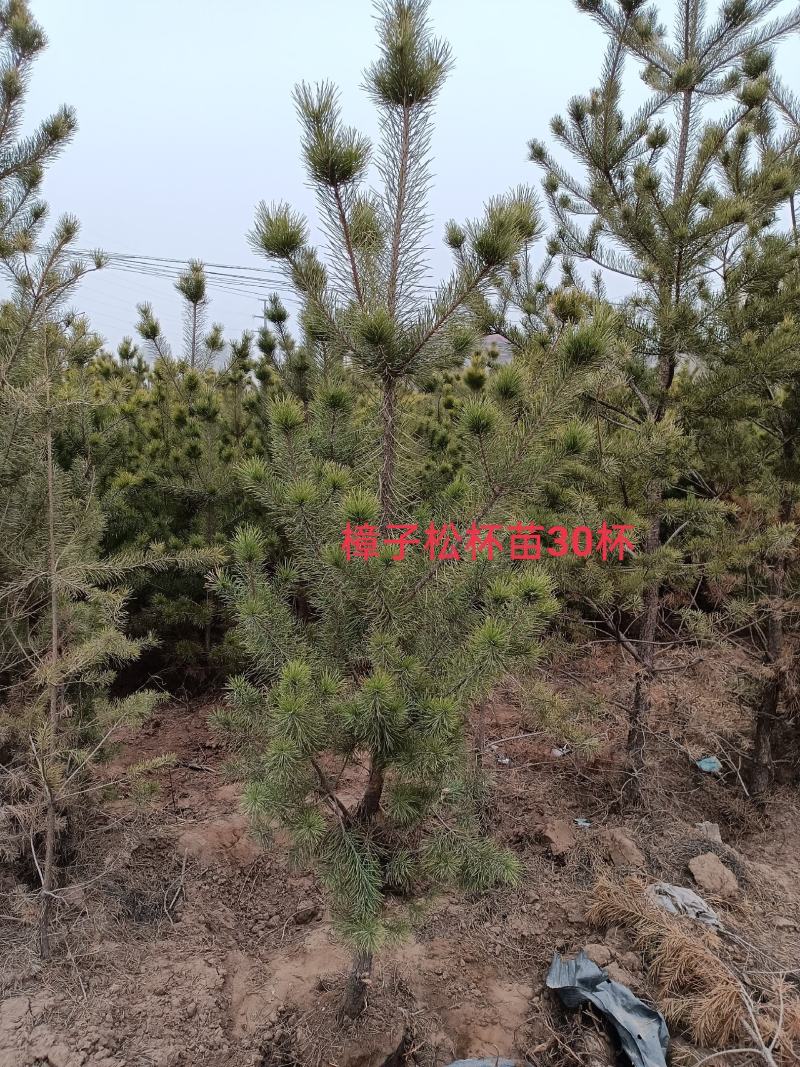 樟子松杯苗一手货源量大从优服务周到欢迎选购