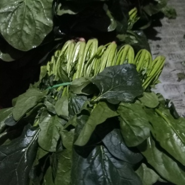精品黑菠菜基地直供支持视频验货！