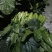精品黑菠菜基地直供支持视频验货！