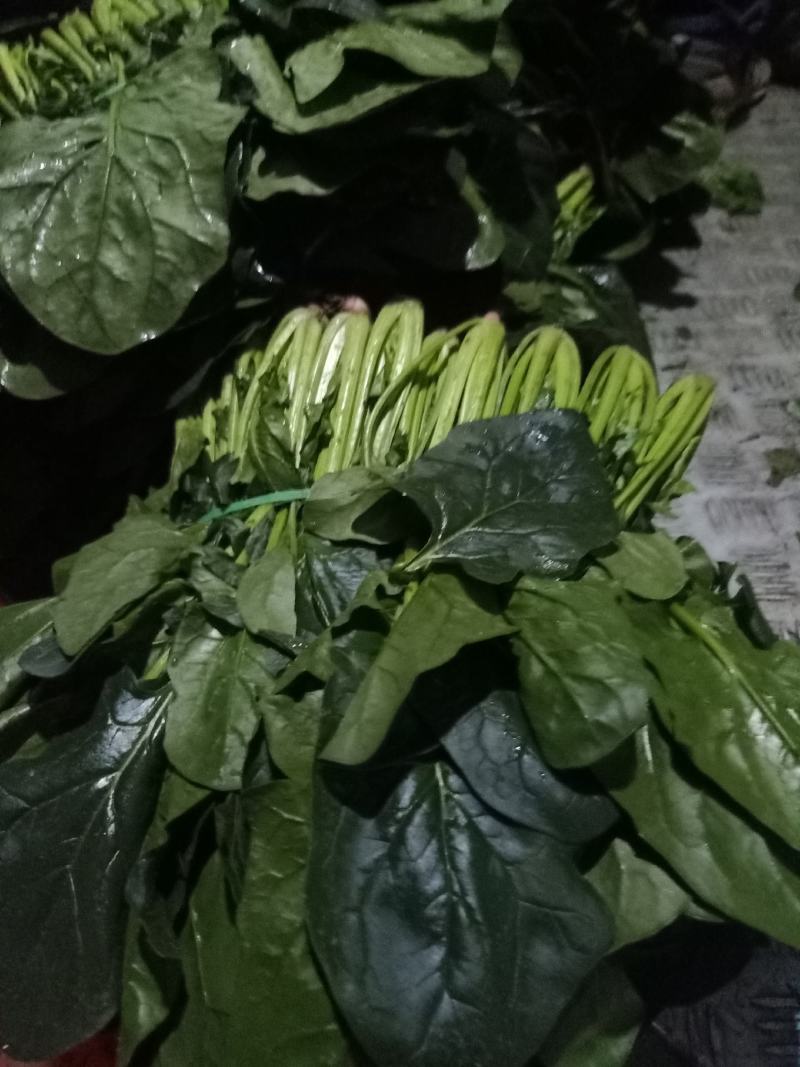 精品黑菠菜基地直供支持视频验货！