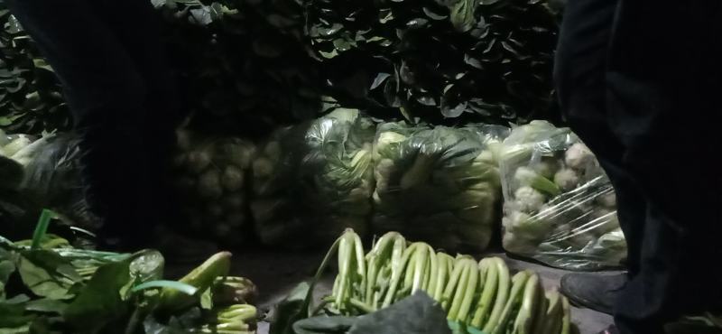 精品黑菠菜基地直供支持视频验货！