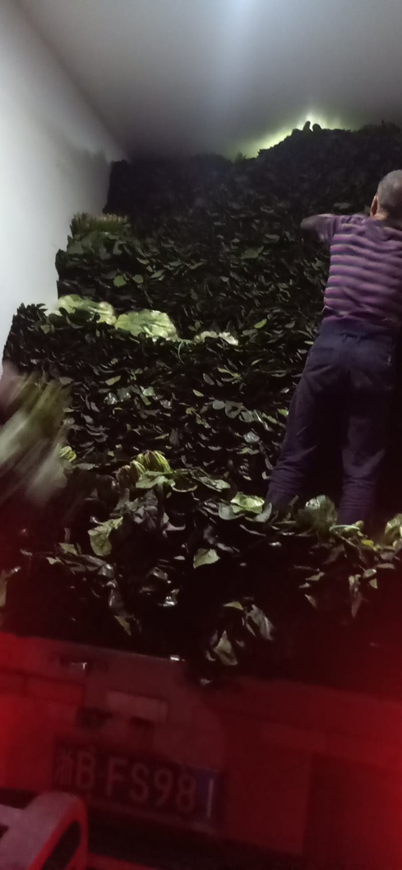 精品黑菠菜基地直供支持视频验货！