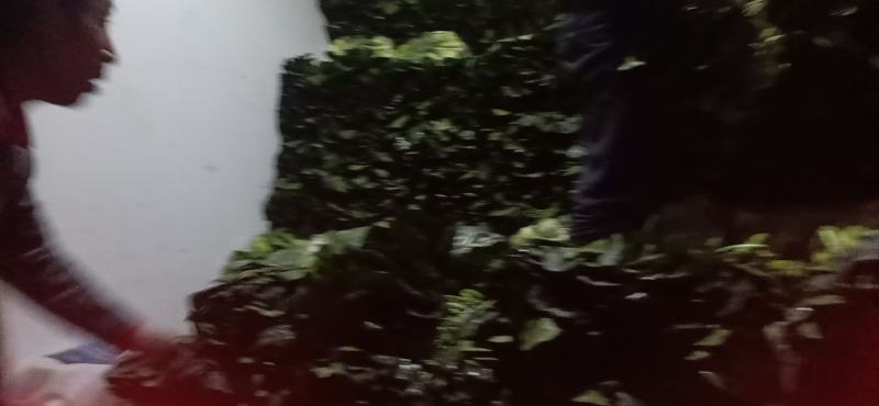 精品黑菠菜基地直供支持视频验货！