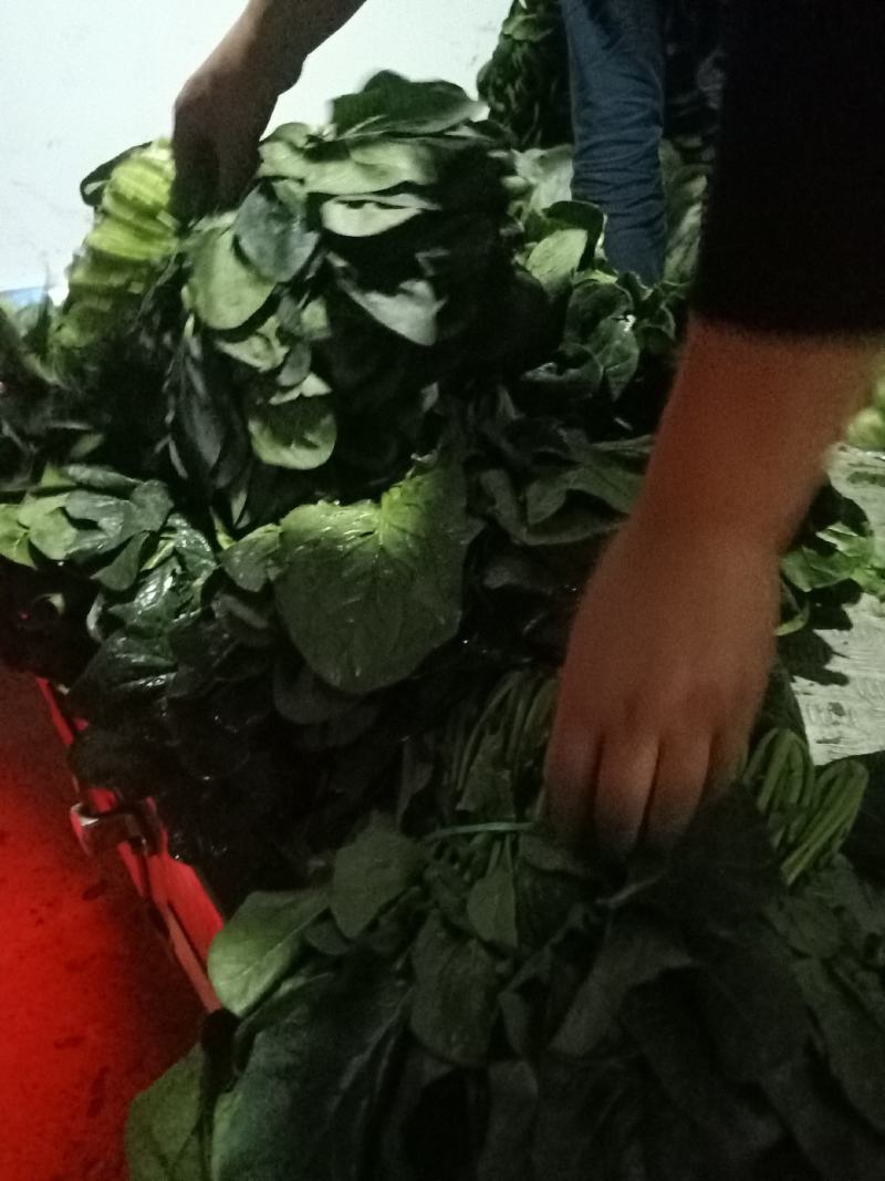 精品黑菠菜基地直供支持视频验货！