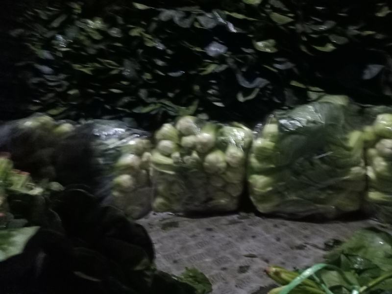 精品黑菠菜基地直供支持视频验货！