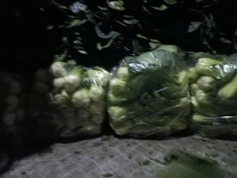 精品黑菠菜基地直供支持视频验货！