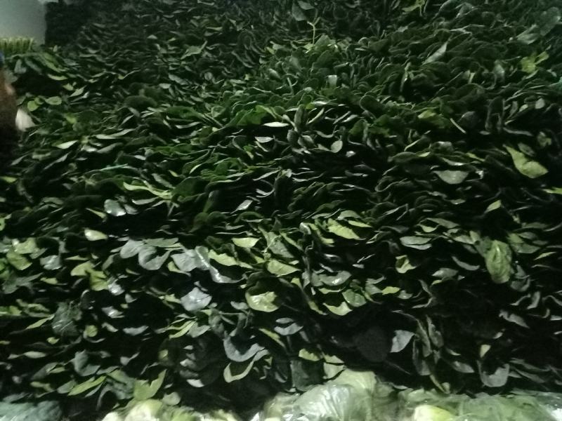 精品黑菠菜基地直供支持视频验货！