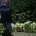 精品黑菠菜基地直供支持视频验货！