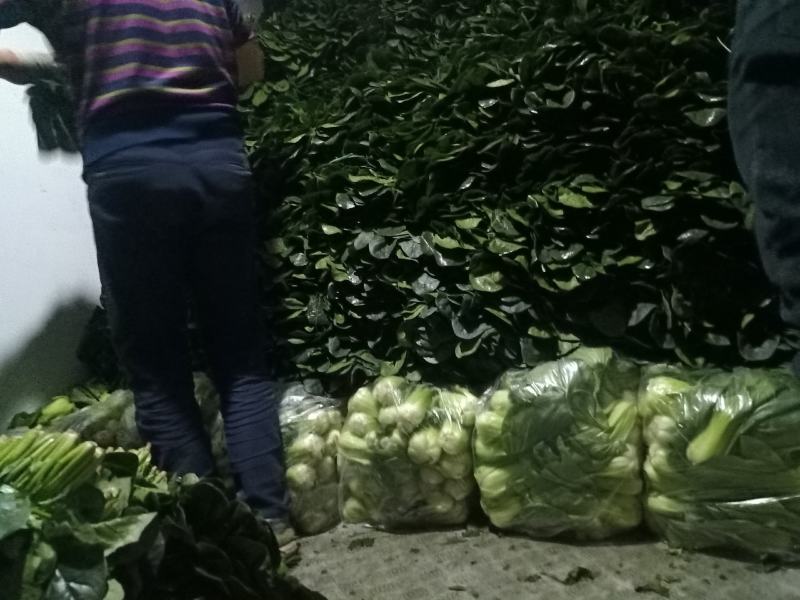 精品黑菠菜基地直供支持视频验货！