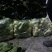 精品黑菠菜基地直供支持视频验货！