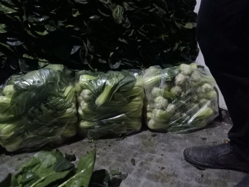 精品黑菠菜基地直供支持视频验货！