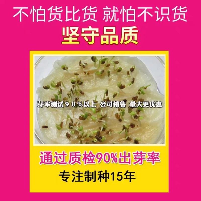 墨西哥玉米草牧草种子进口甜高粱种子，高产牧草种子