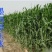 墨西哥玉米草牧草种子进口甜高粱种子，高产牧草种子