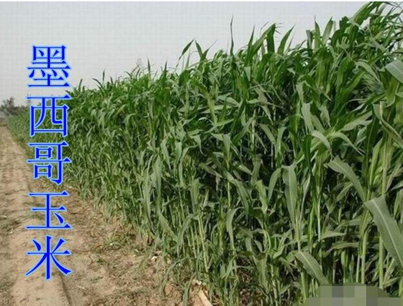 墨西哥玉米草牧草种子进口甜高粱种子，高产牧草种子