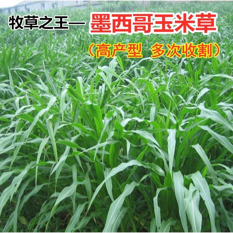 墨西哥玉米草牧草种子进口甜高粱种子，高产牧草种子