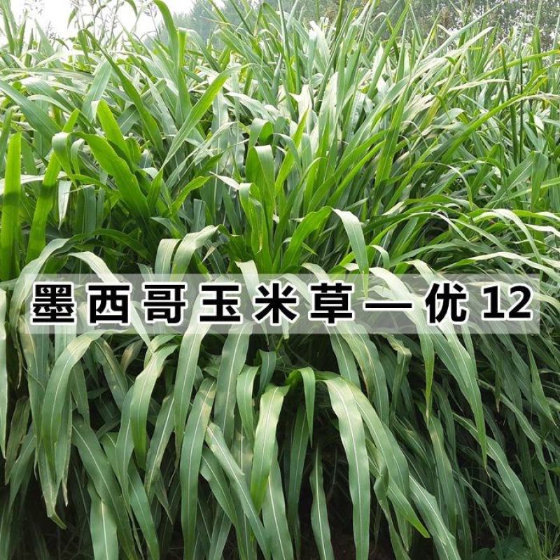 墨西哥玉米草牧草种子进口甜高粱种子，高产牧草种子
