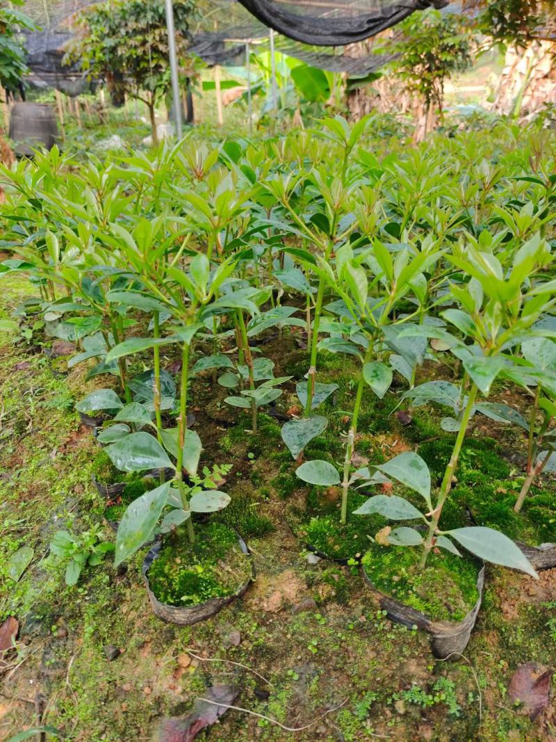 藤县古龙嫁接八角苗（陈平品种）