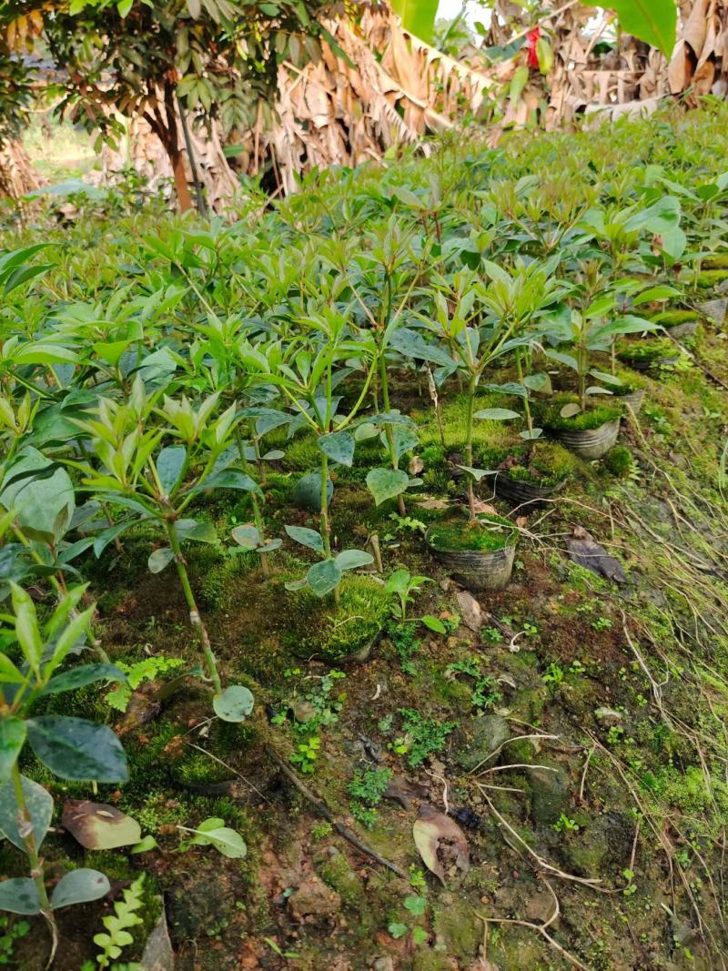 藤县古龙嫁接八角苗（陈平品种）