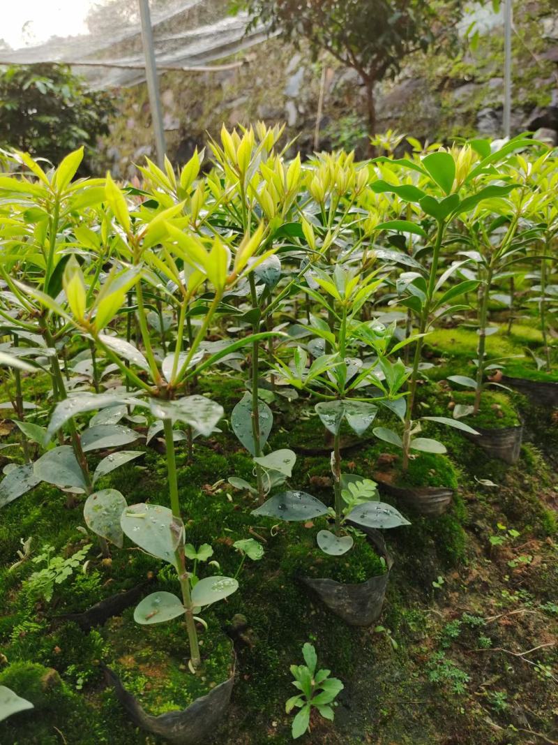 藤县古龙嫁接八角苗（陈平品种）