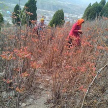 山东潍坊临朐露天红香芽农家采摘香椿芽现摘现发