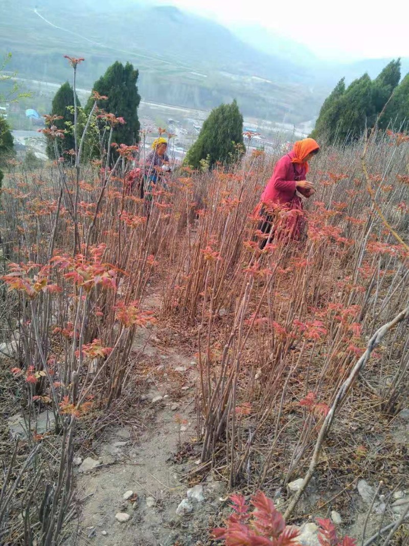 山东潍坊临朐露天红香芽农家采摘香椿芽现摘现发