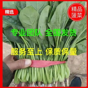 优质大叶菠菜，做工精细，诚信为本，保证质量