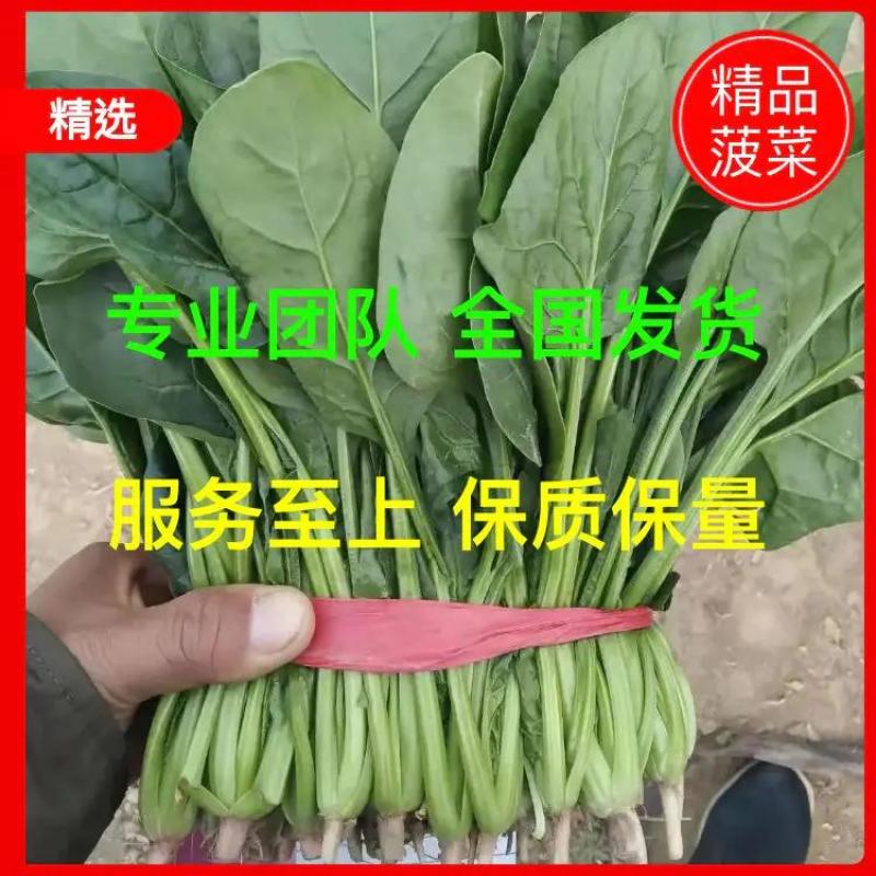 优质大叶菠菜，做工精细，诚信为本，保证质量