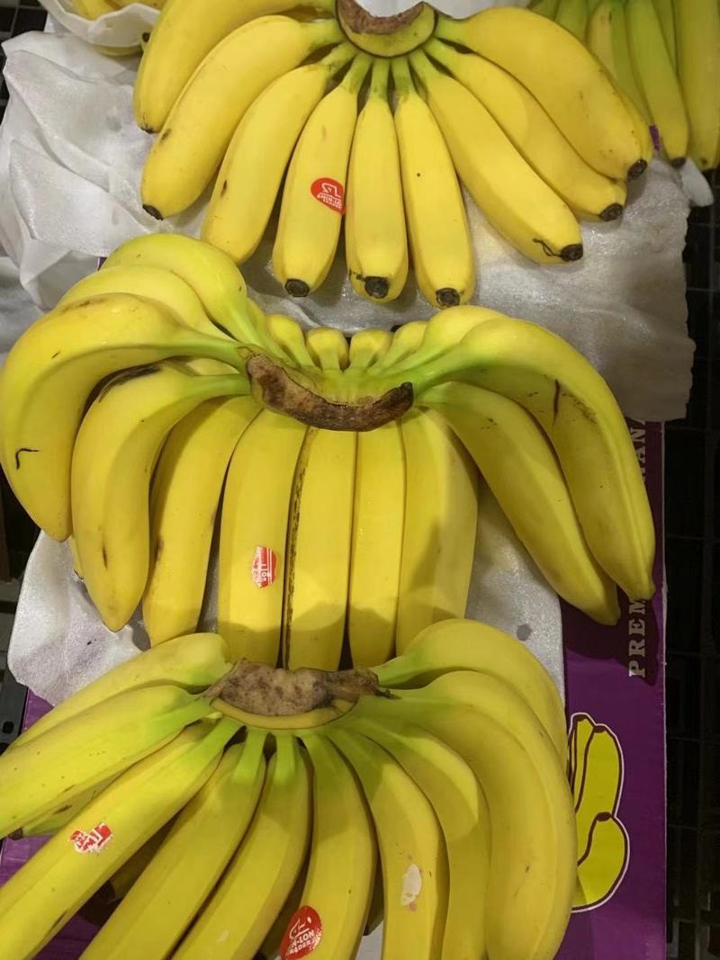 特价进口菲律宾索菲娅佳农香蕉批发地摊商超品上海香蕉