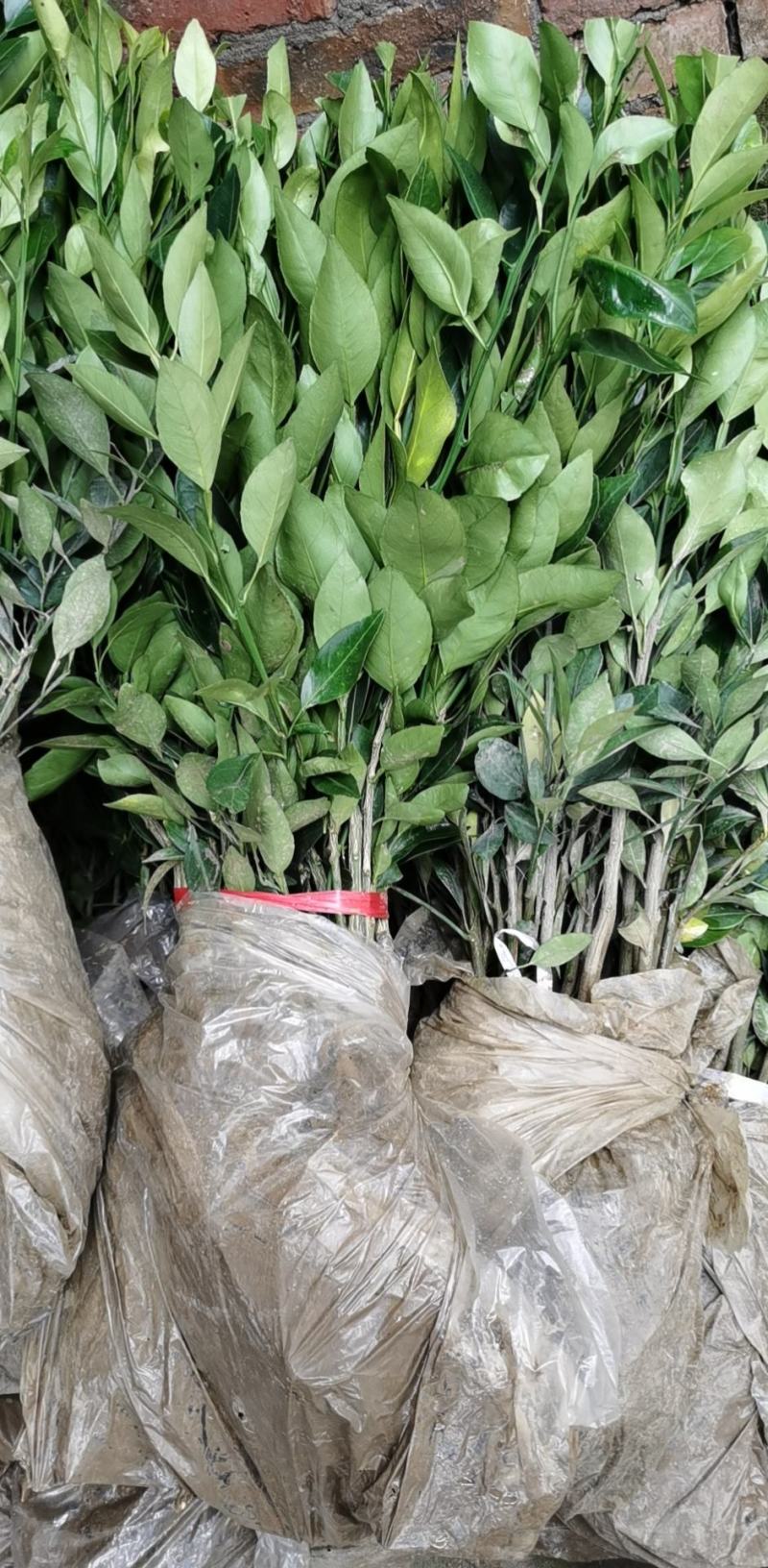 无核沃柑091，基地直供，实地考察，量大从优，支持快递