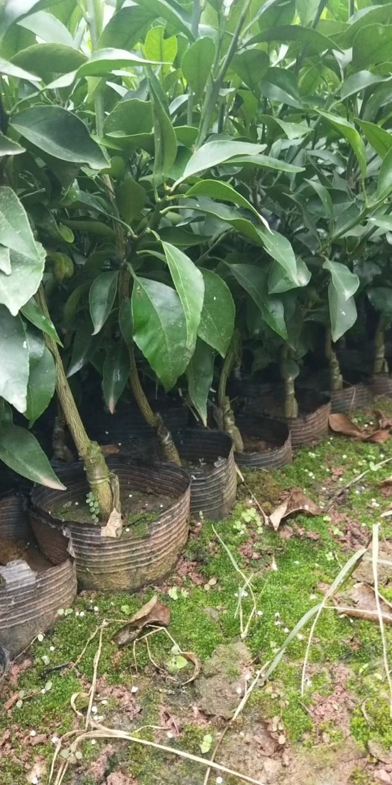 无核沃柑091，基地直供，实地考察，量大从优，支持快递