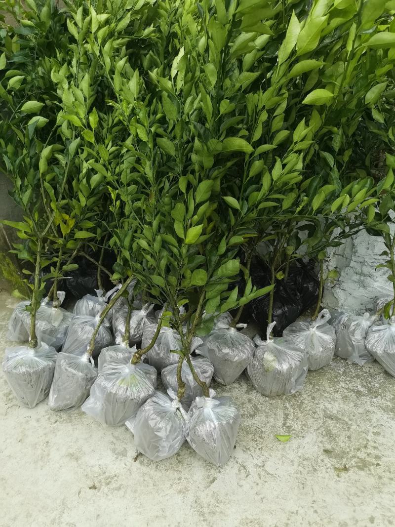 无核沃柑091，基地直供，实地考察，量大从优，支持快递