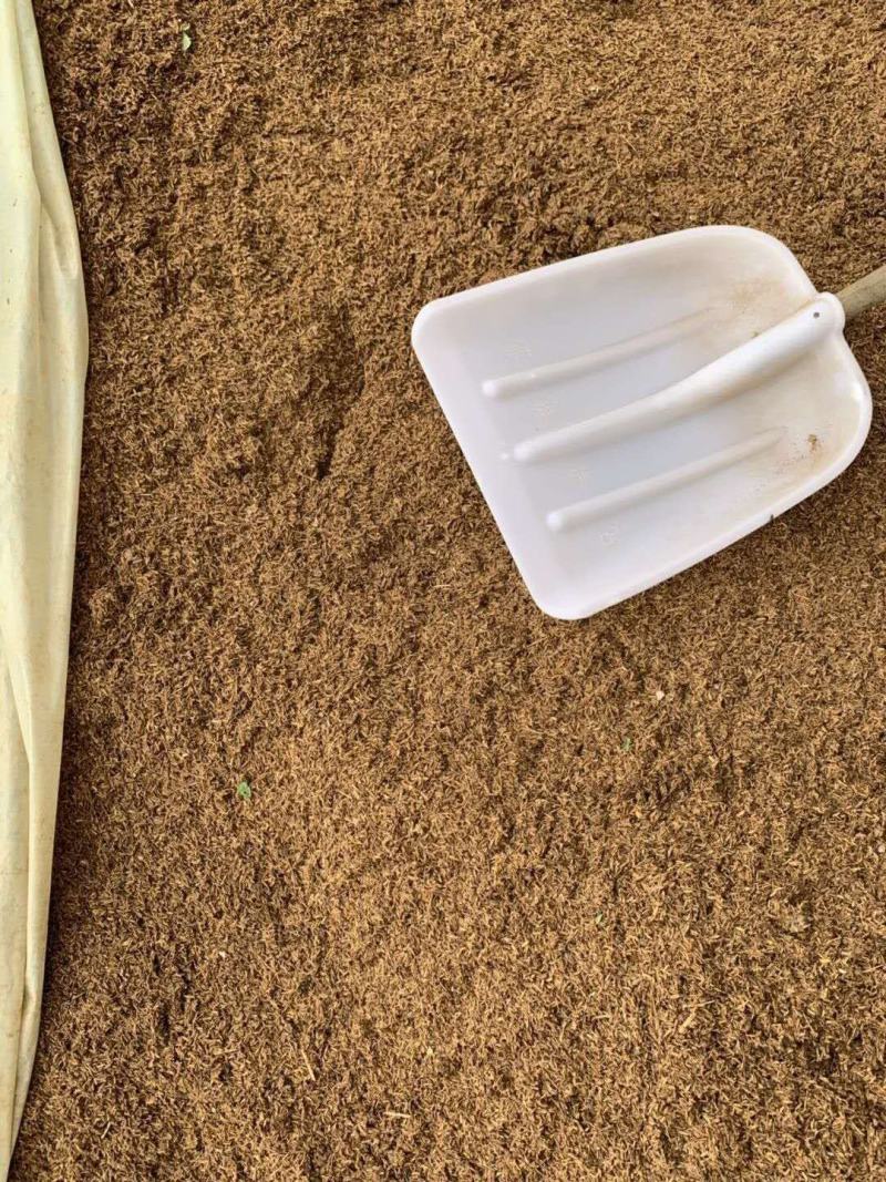 新鲜啤酒糟干酒糟脱水啤酒大量出售。支持全国包邮。
