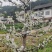 黑珍珠樱桃苗，基地直供，实地考察，量大从优，支持快递