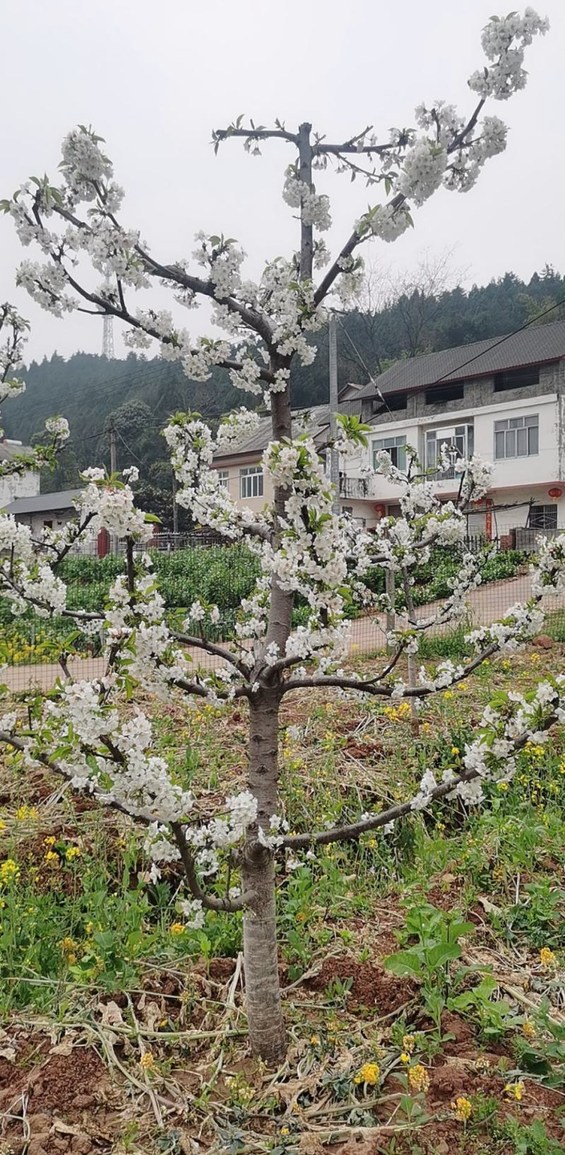 黑珍珠樱桃苗，基地直供，实地考察，量大从优，支持快递