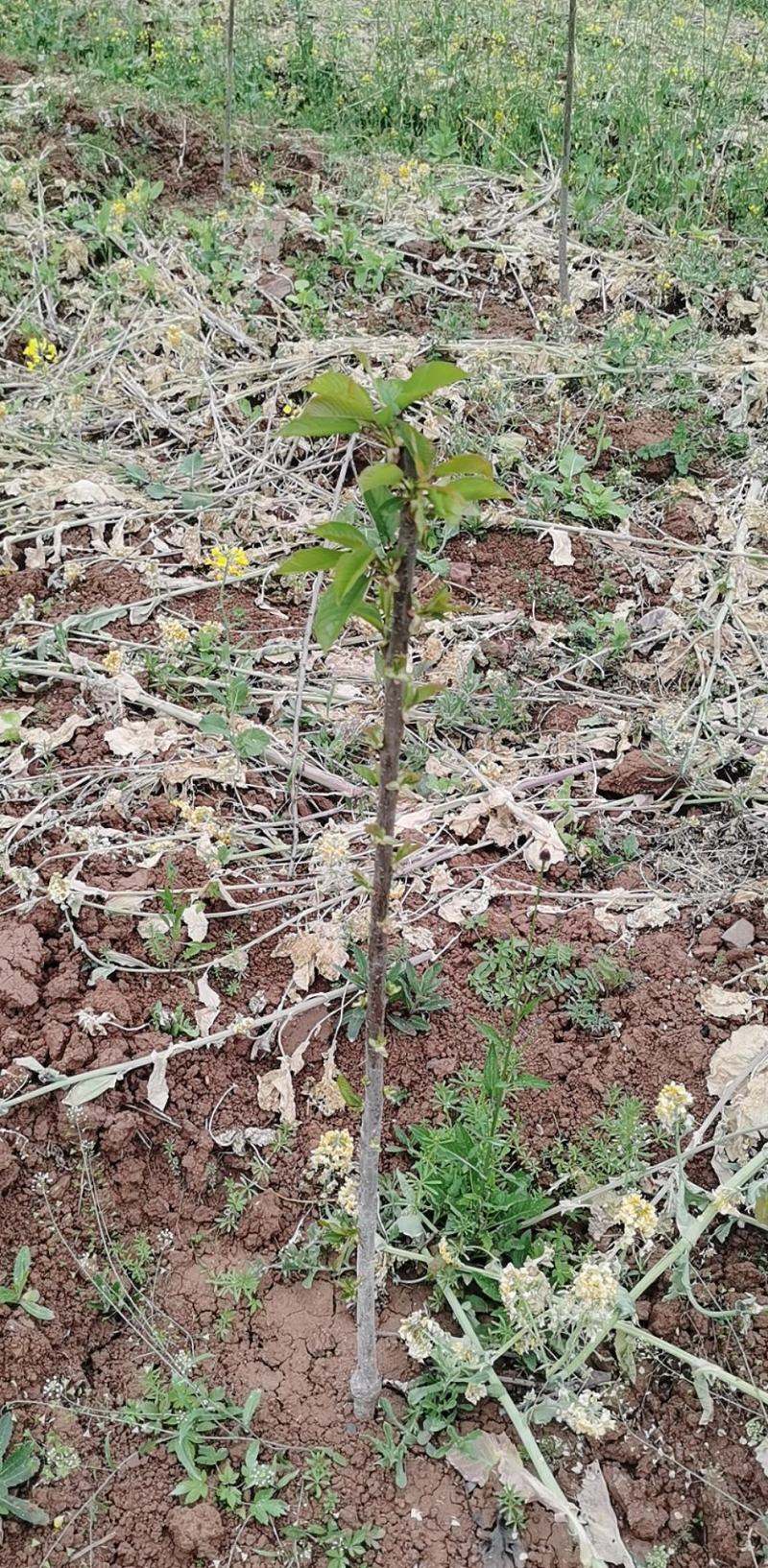 黑珍珠樱桃苗，基地直供，实地考察，量大从优，支持快递