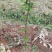 黑珍珠樱桃苗，基地直供，实地考察，量大从优，支持快递