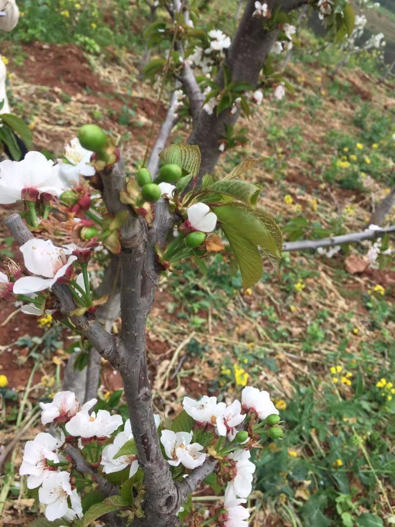 黑珍珠樱桃苗，基地直供，实地考察，量大从优，支持快递