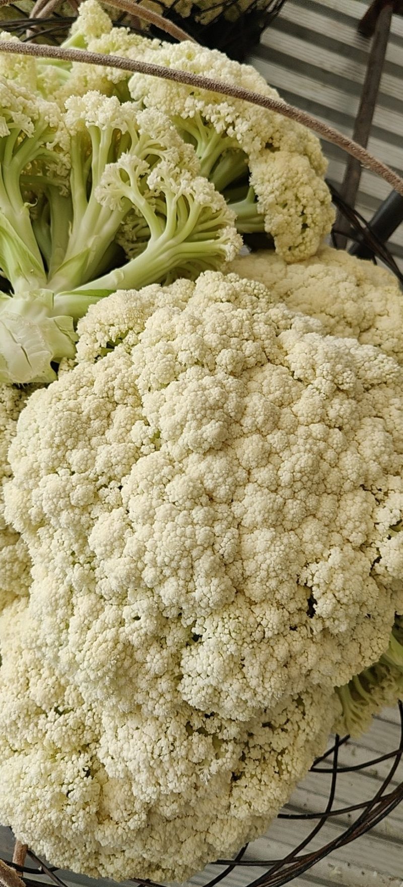 精品松花基地直供，产量大，更实惠