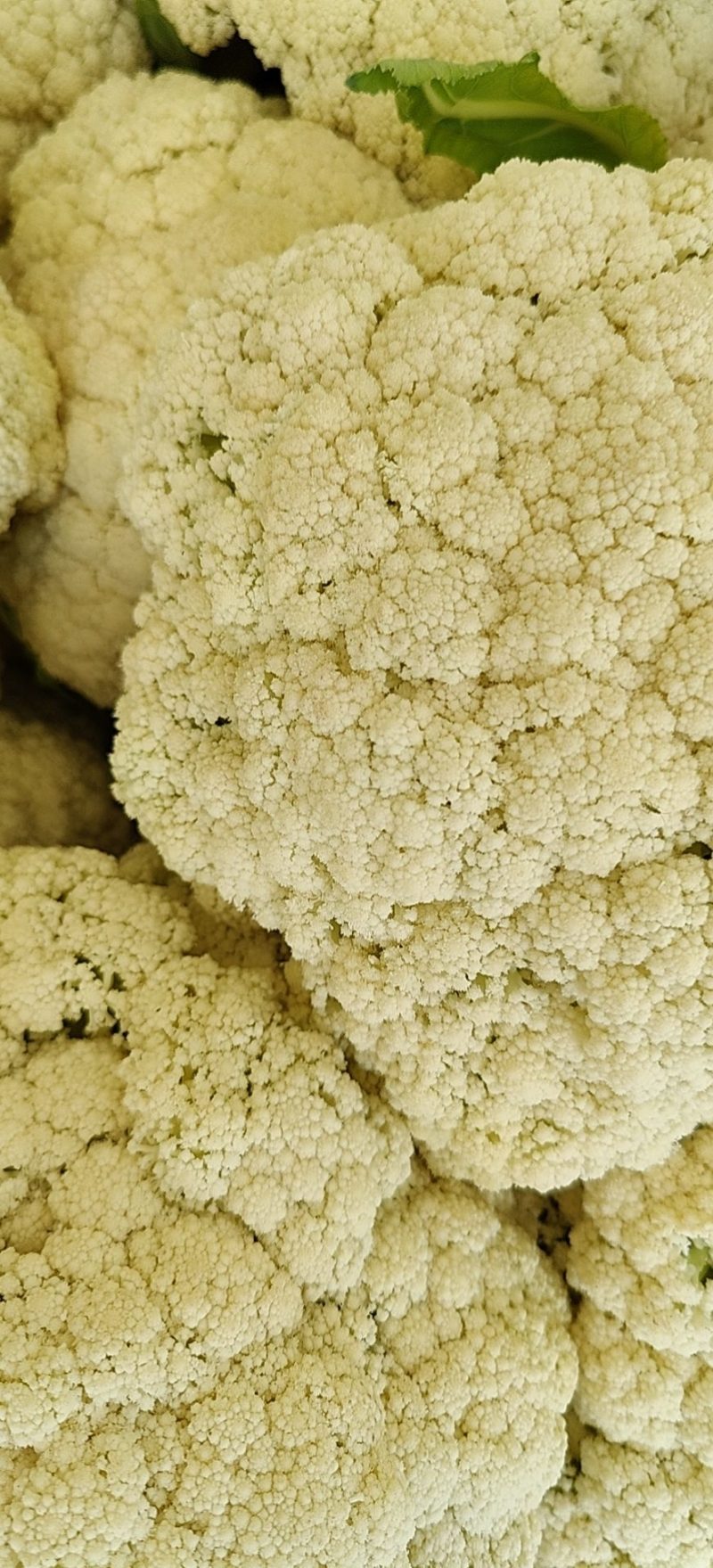 精品松花基地直供，产量大，更实惠