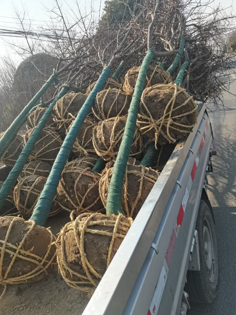 陕西汉中产地直销美人梅3-10公分农户一手货源