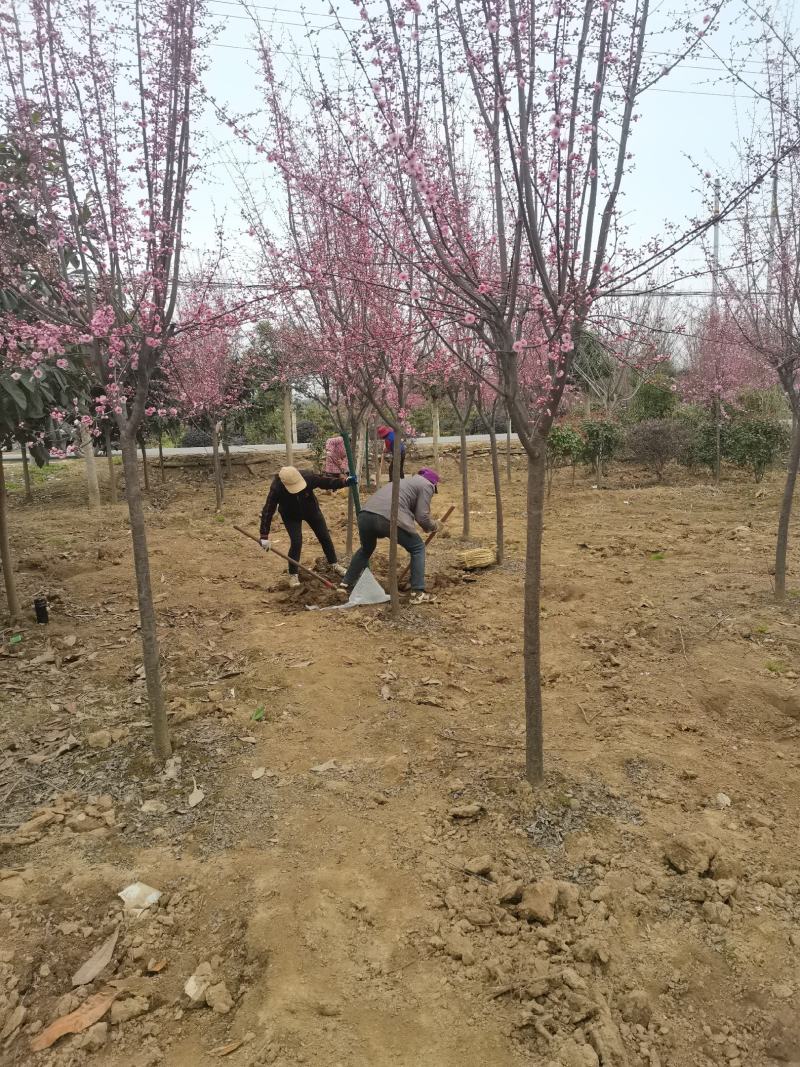 陕西汉中产地直销美人梅3-10公分农户一手货源