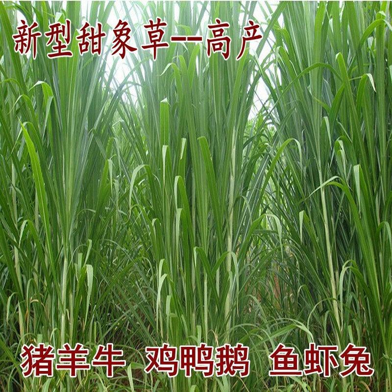 台湾甜象草种子多年生四季高产牧草种子畜牧养殖牛羊兔鱼草籽
