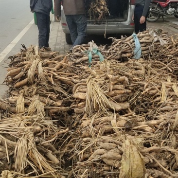 荷花种苗太空莲湘莲藕藕苗红花莲种苗观赏莲藕种苗阳台景区